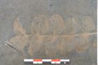Foto (Detailansicht) von Plantae indet.  (NHMW-GEO-2024-0188-11200)
